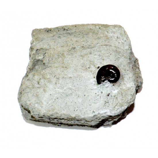 phylloceras sp.