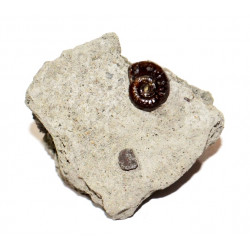 coeloceras sp.