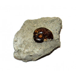 phylloceras sp.