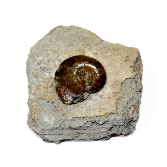 phylloceras sp.