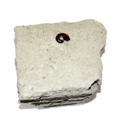 tragophyloceras loscombi