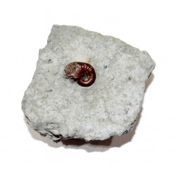 coeloceras sp.