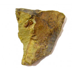 geesops sp.