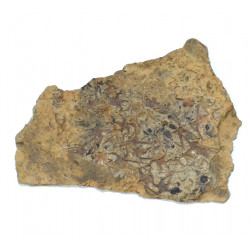 ophiura sp.