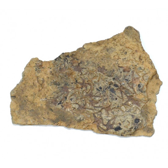 ophiura sp.