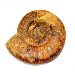Procerites sp.