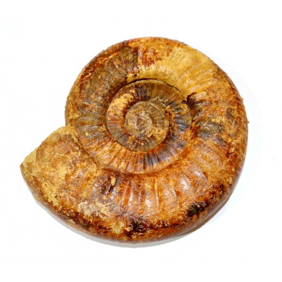 Procerites sp.