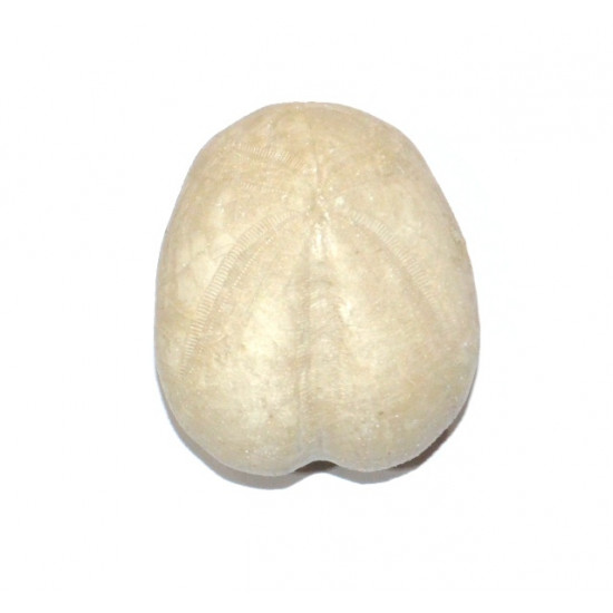 heteraster oblongus