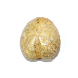 holaster intermedius