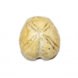 holaster intermedius