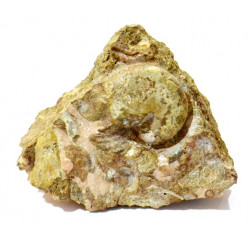 aturia aturi