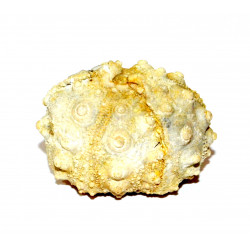 hemicidaris intermedius 