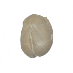 heteraster oblongus