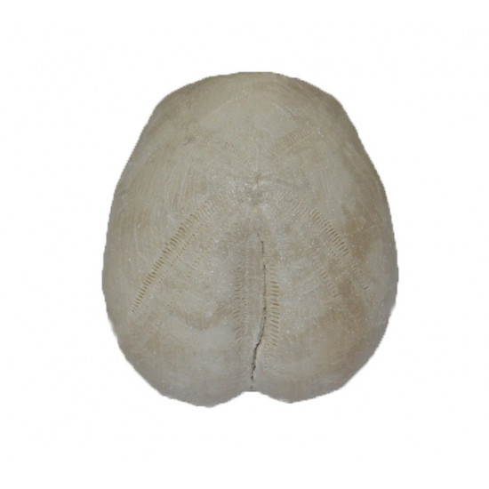 heteraster oblongus