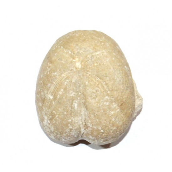 heteraster oblongus