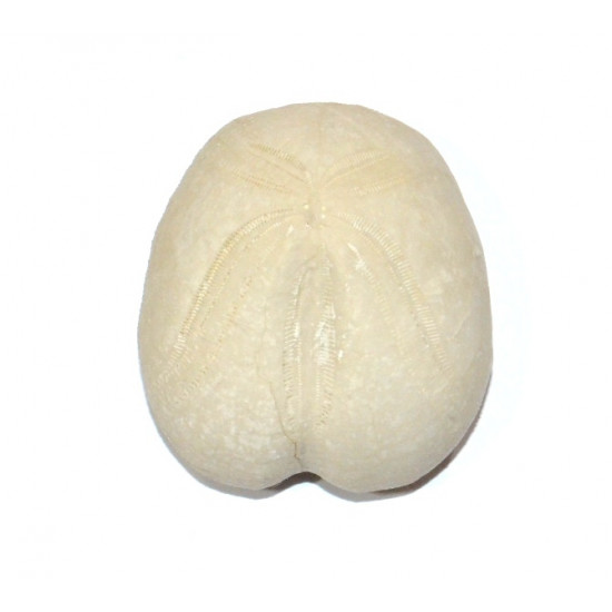 heteraster oblongus