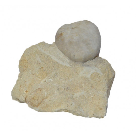 holaster intermedius