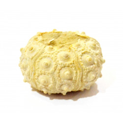 paracidaris florigemma 