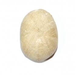 pygaulus desmoulinsi