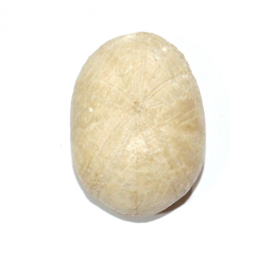 pygaulus desmoulinsi