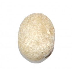 pygaulus desmoulinsi
