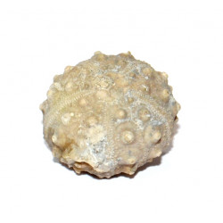 hemicidaris luciensis var. icaunensis