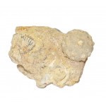 hemicidaris luciensis var. icaunensis