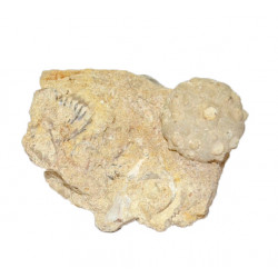 hemicidaris luciensis var. icaunensis