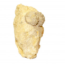 perisalenia lapparenti (double)