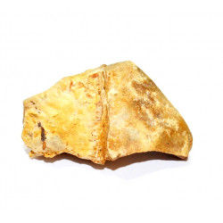 rhincolite de cenoceras lineatum