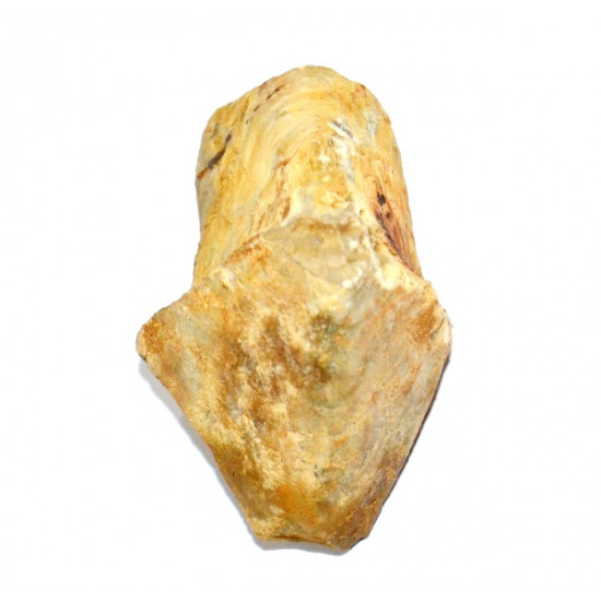 rhincolite de cenoceras lineatum
