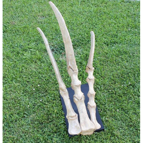 Therizinosaurus cheloniformis (hand)