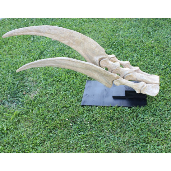 Therizinosaurus cheloniformis (hand)