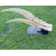 Therizinosaurus cheloniformis (hand)