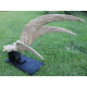 Therizinosaurus cheloniformis (hand)