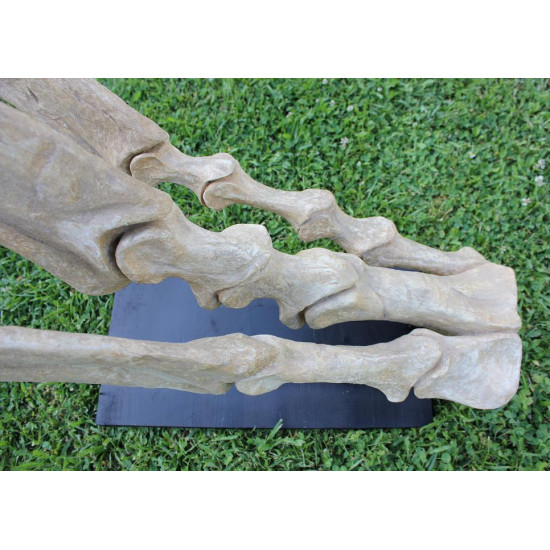 Therizinosaurus cheloniformis (hand)