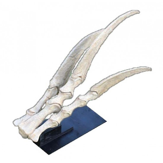 Therizinosaurus cheloniformis (hand)