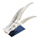 Therizinosaurus cheloniformis (hand)
