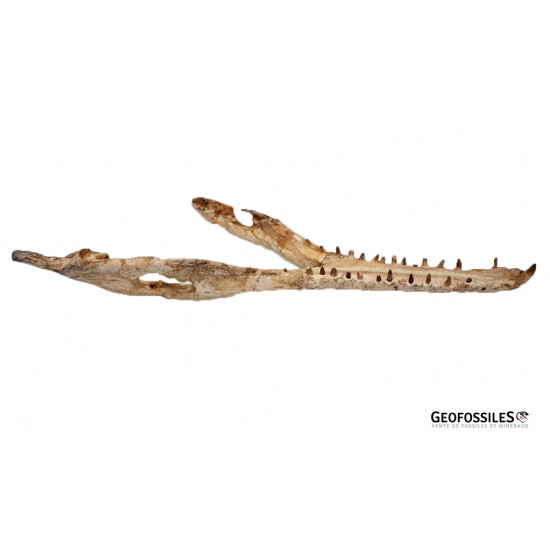 elosuchus cherifiensis (mandible)