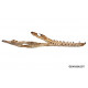 elosuchus cherifiensis (mandible)