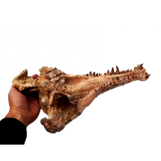 elosuchus cherifiensis (crâne)