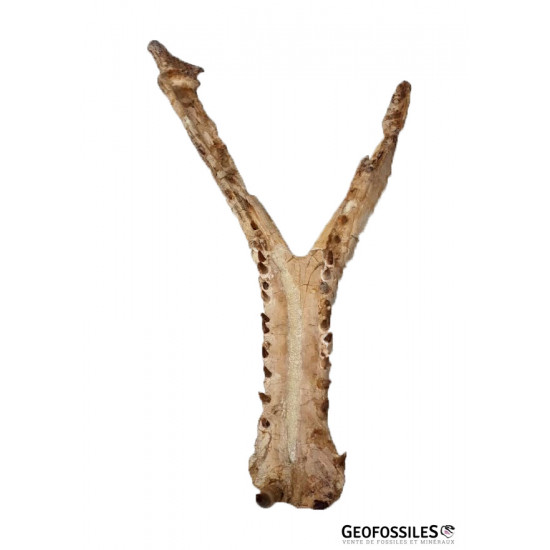elosuchus cherifiensis (mandible)