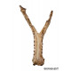 elosuchus cherifiensis (mandible)