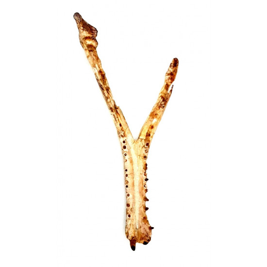 elosuchus cherifiensis (mandible)