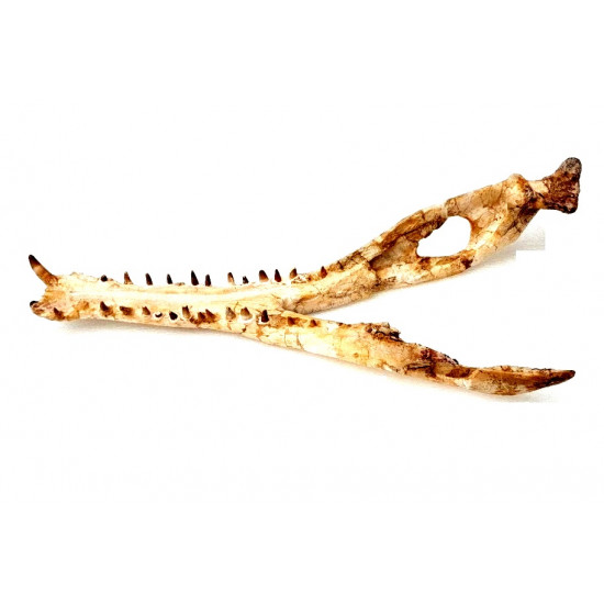 elosuchus cherifiensis (mandible)