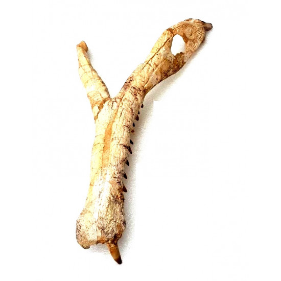 elosuchus cherifiensis (mandible)