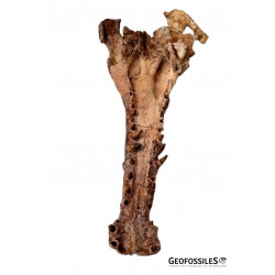 elosuchus cherifiensis (crâne)