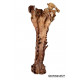 elosuchus cherifiensis (crâne)