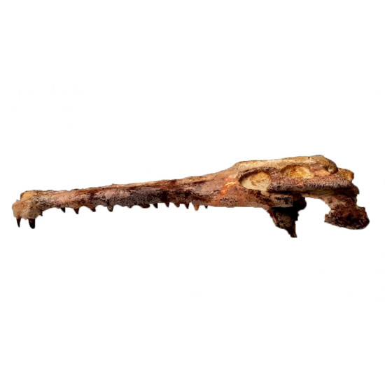 elosuchus cherifiensis (crâne)