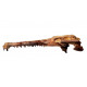 elosuchus cherifiensis (crâne)